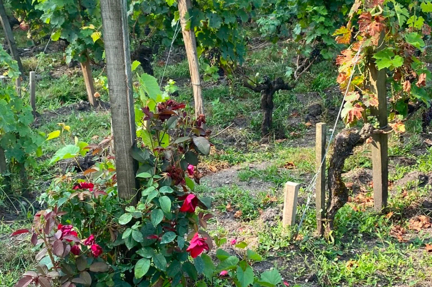 What Are Natural, Organic, Biodynamic, and Sustainable Wines?