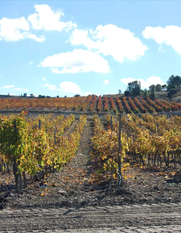 Aalto Vineyard