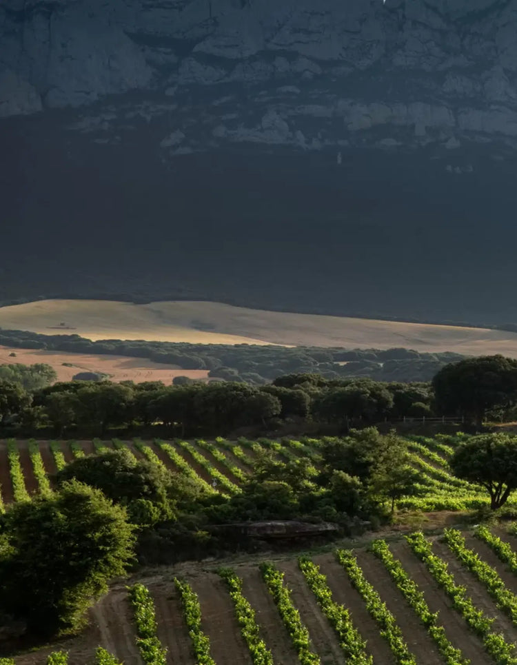 Altun Vineyard