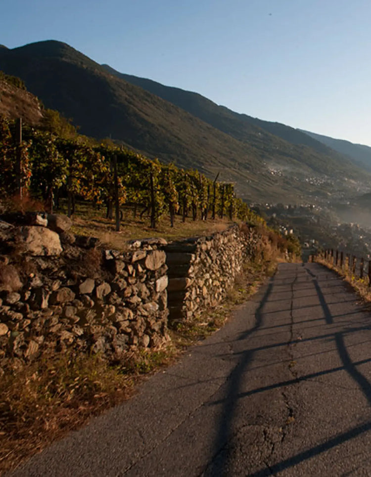 Arpepe Vineyard