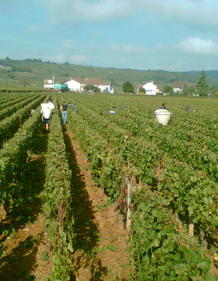 Domaine Jean Marc Pillot Vineyard