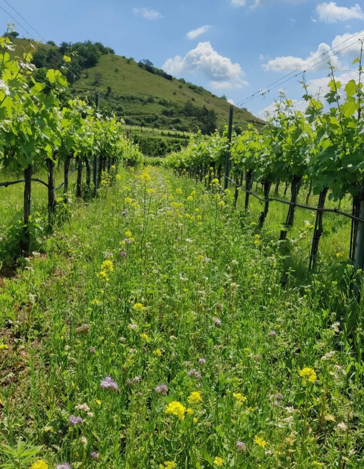 Domane Wachau Vineyard