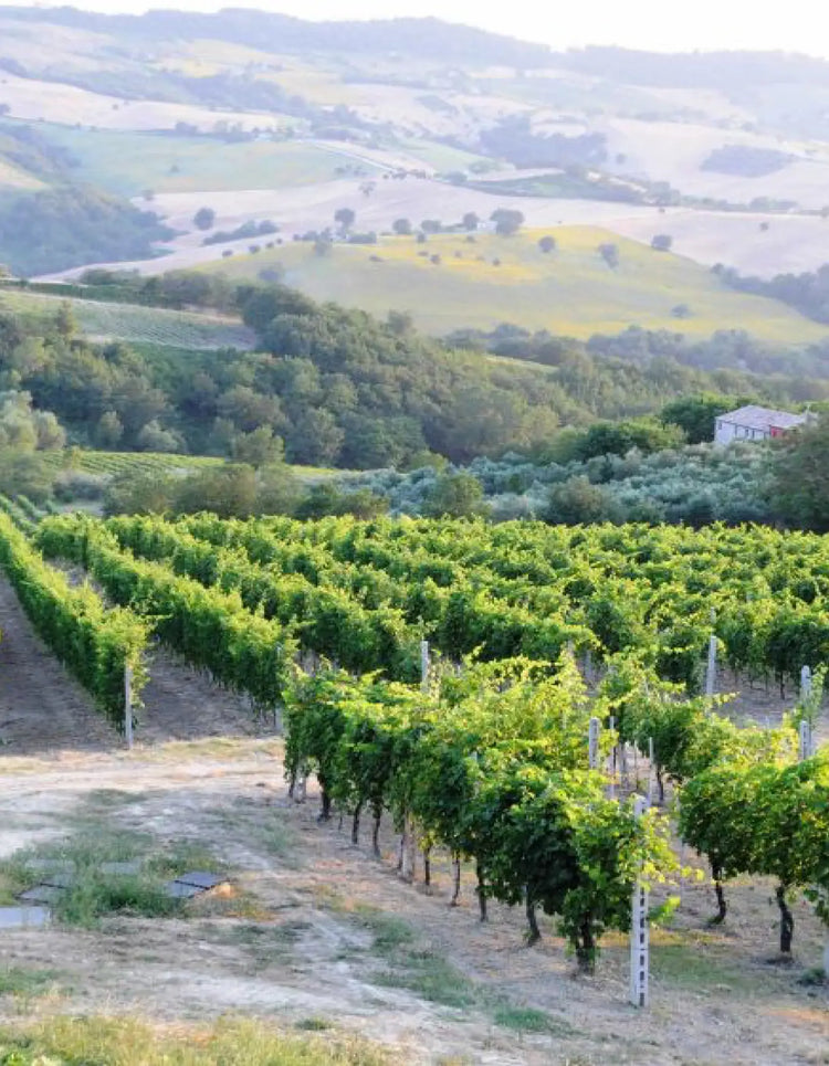 Finocchi Vineyard