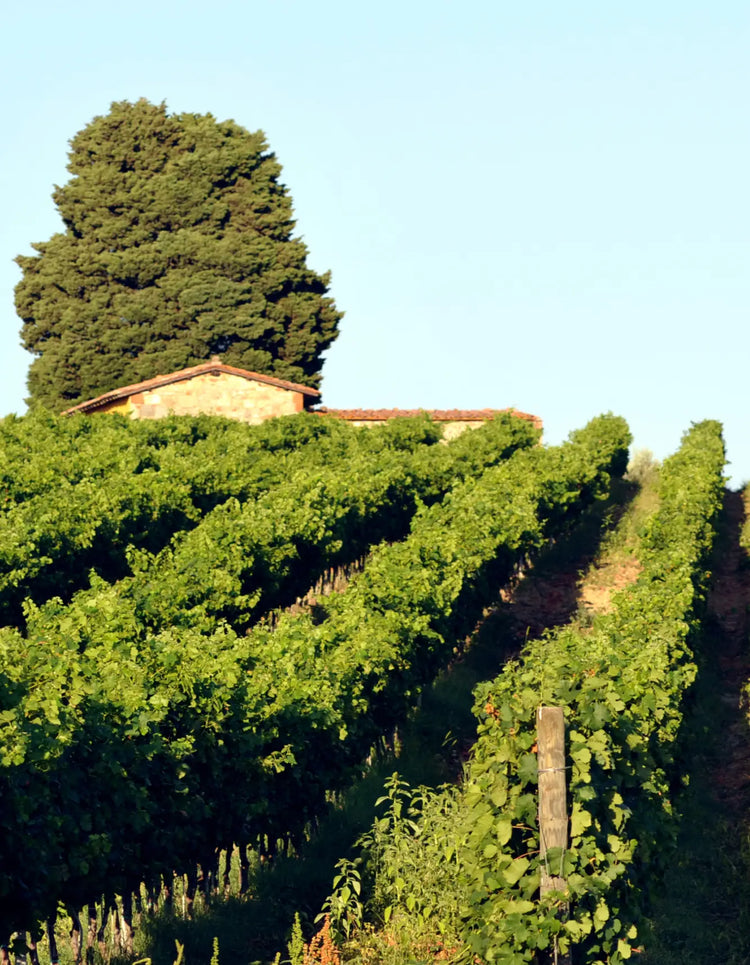 Lornano Vineyard