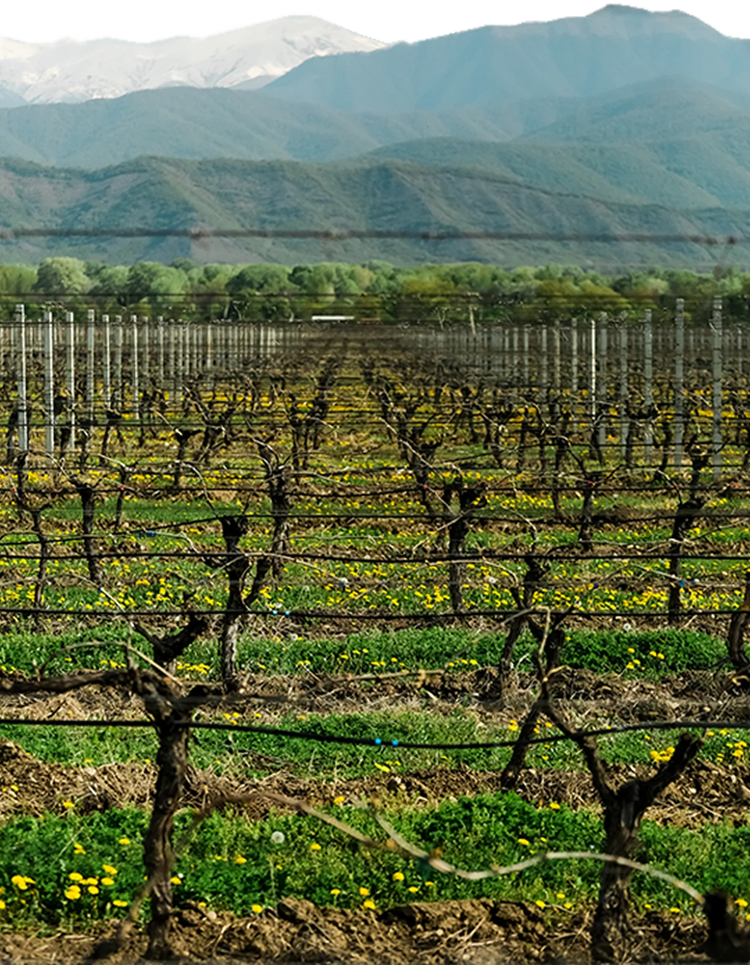 Marani Vineyard