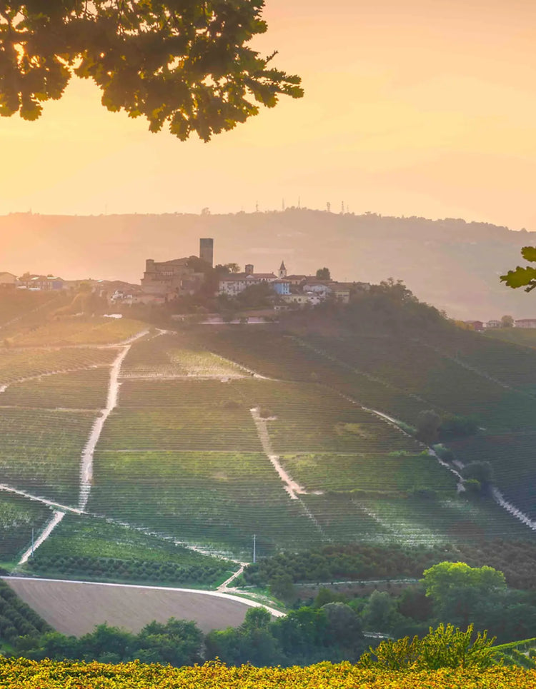 Monchiero Vineyard