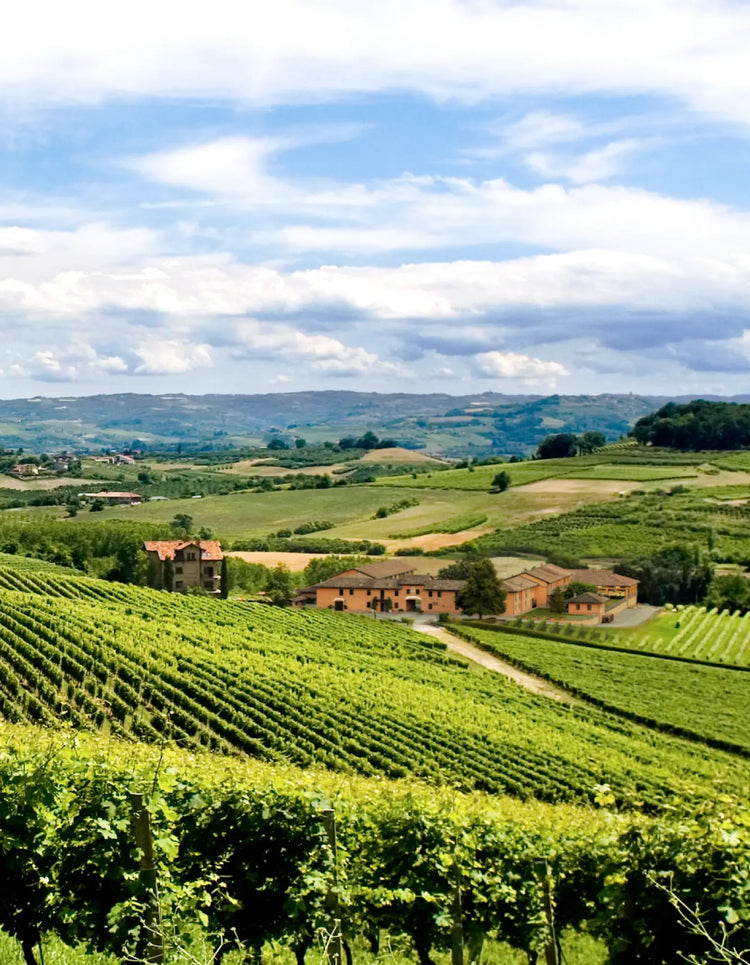 Tenuta Carretta Vineyard