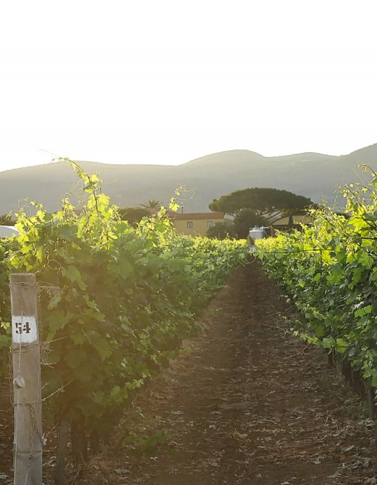 Terre Del Marchestato Vineyard