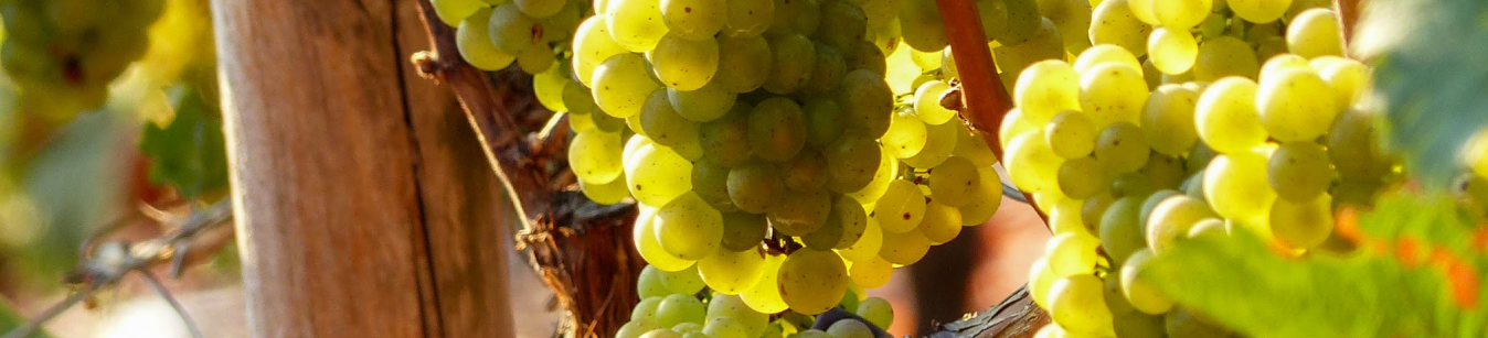 Wine Glossary: Key Terms Explained | Raravina