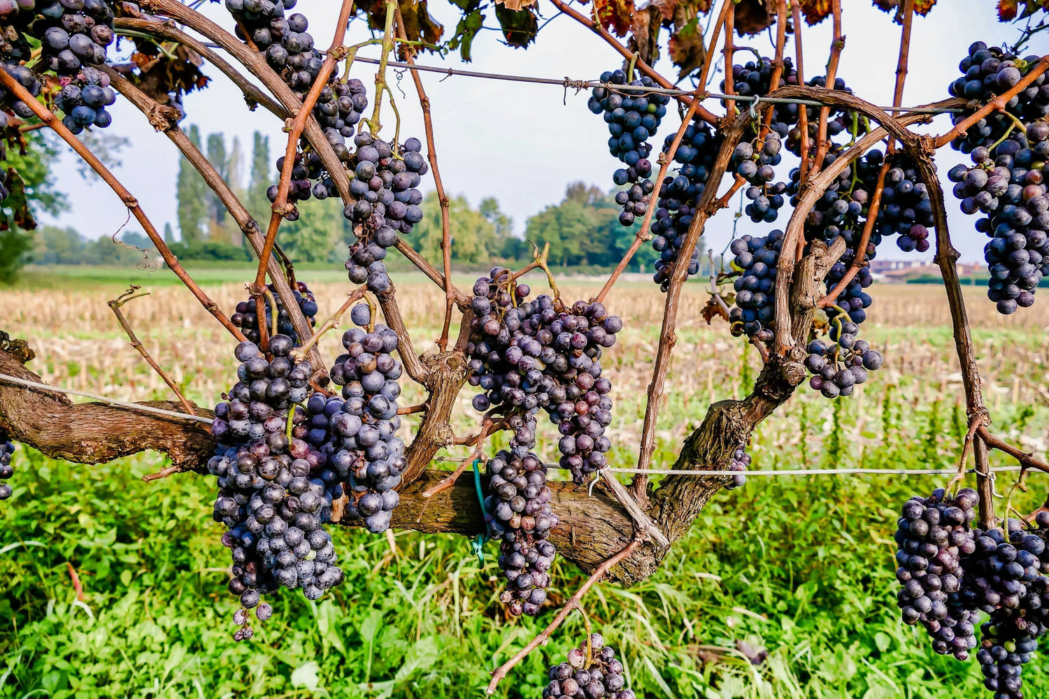 Grape Deep Dive: Xinomavro — Greece’s Answer to Nebbiolo?