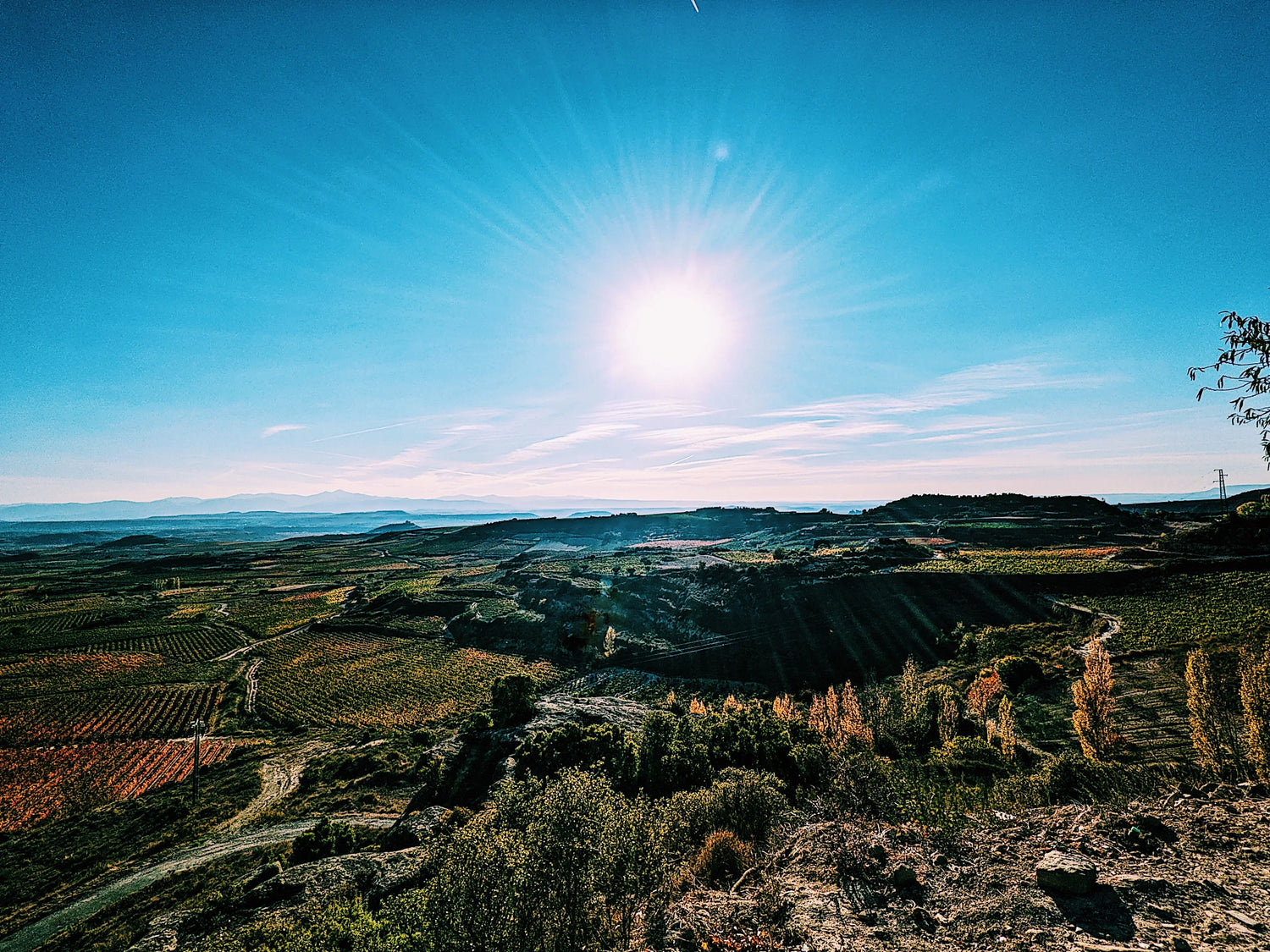 How Altitude Affects Wine | Raravina