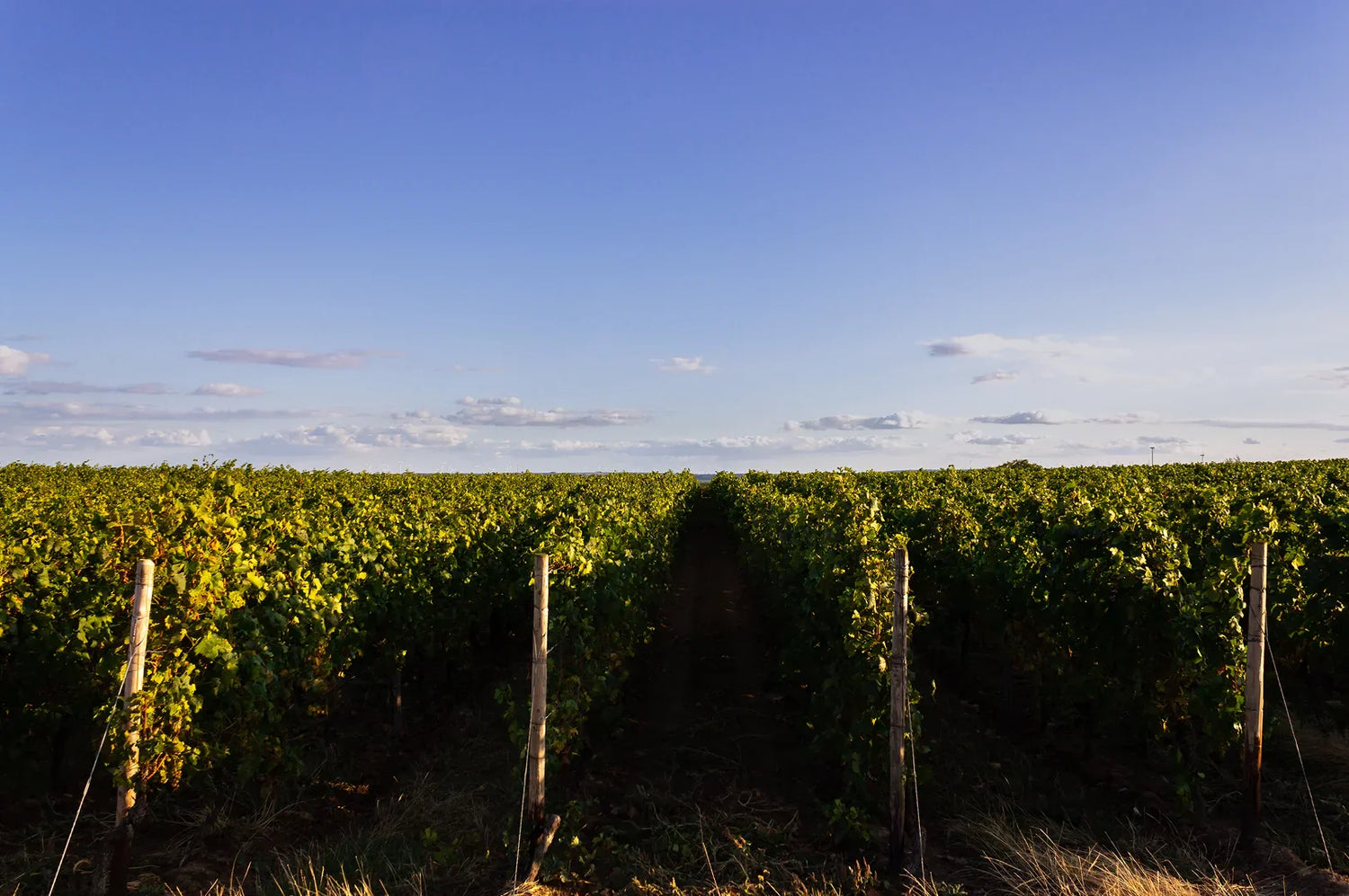 Raravina: Dutch Wines on the Rise: Meet the Homegrown Vineyards