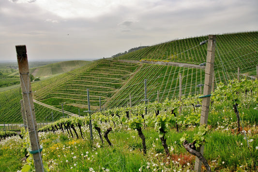 Why Alpine Wines Deserve a Spot in Your Fridge