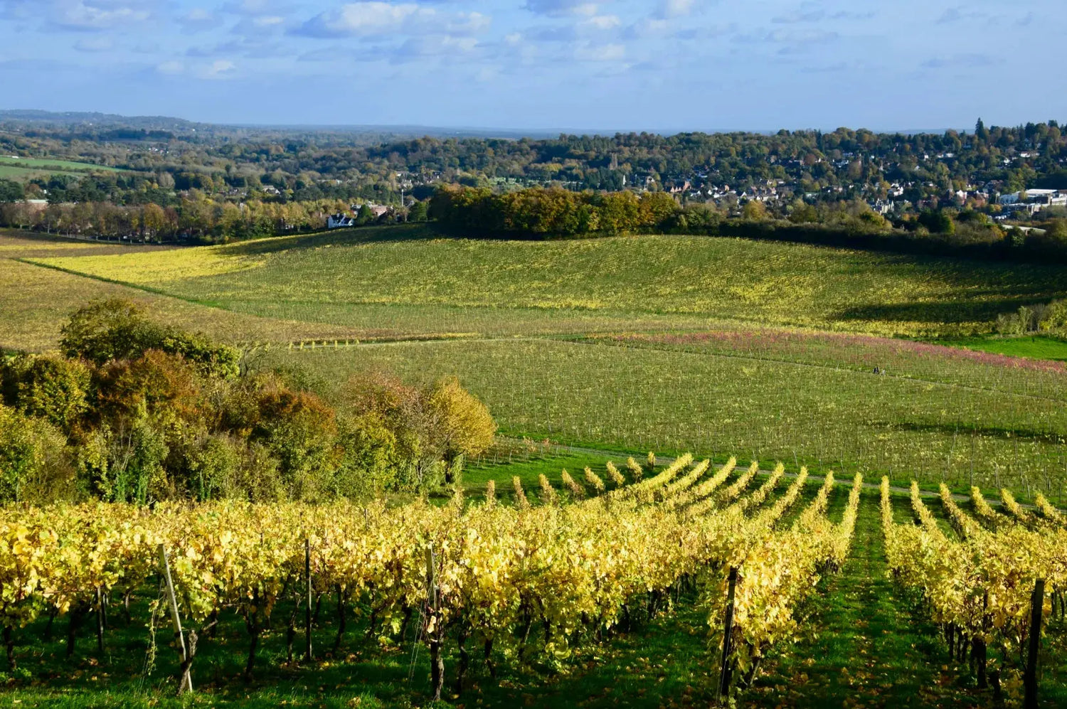 English Sparkling Wine: The UK's Rising Wine Regions | Raravina