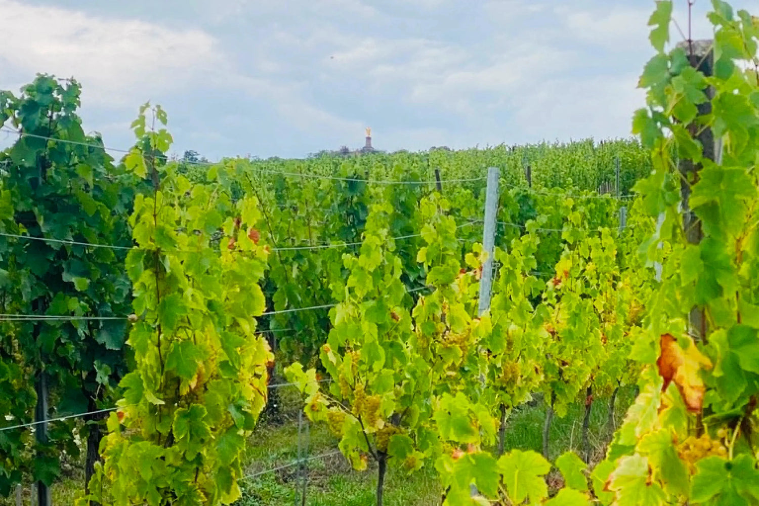What’s in a 'Cru'? Explaining the Significance of ‘Cru’ on Wine Labels