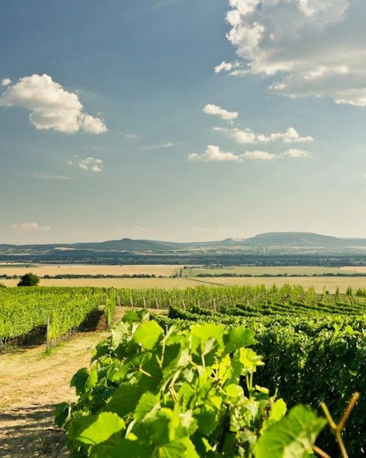 Bott Frigyes Winery Vineyards
