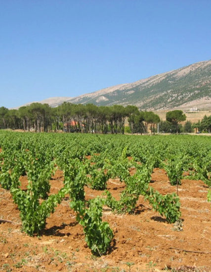 Chateau Musar Winery