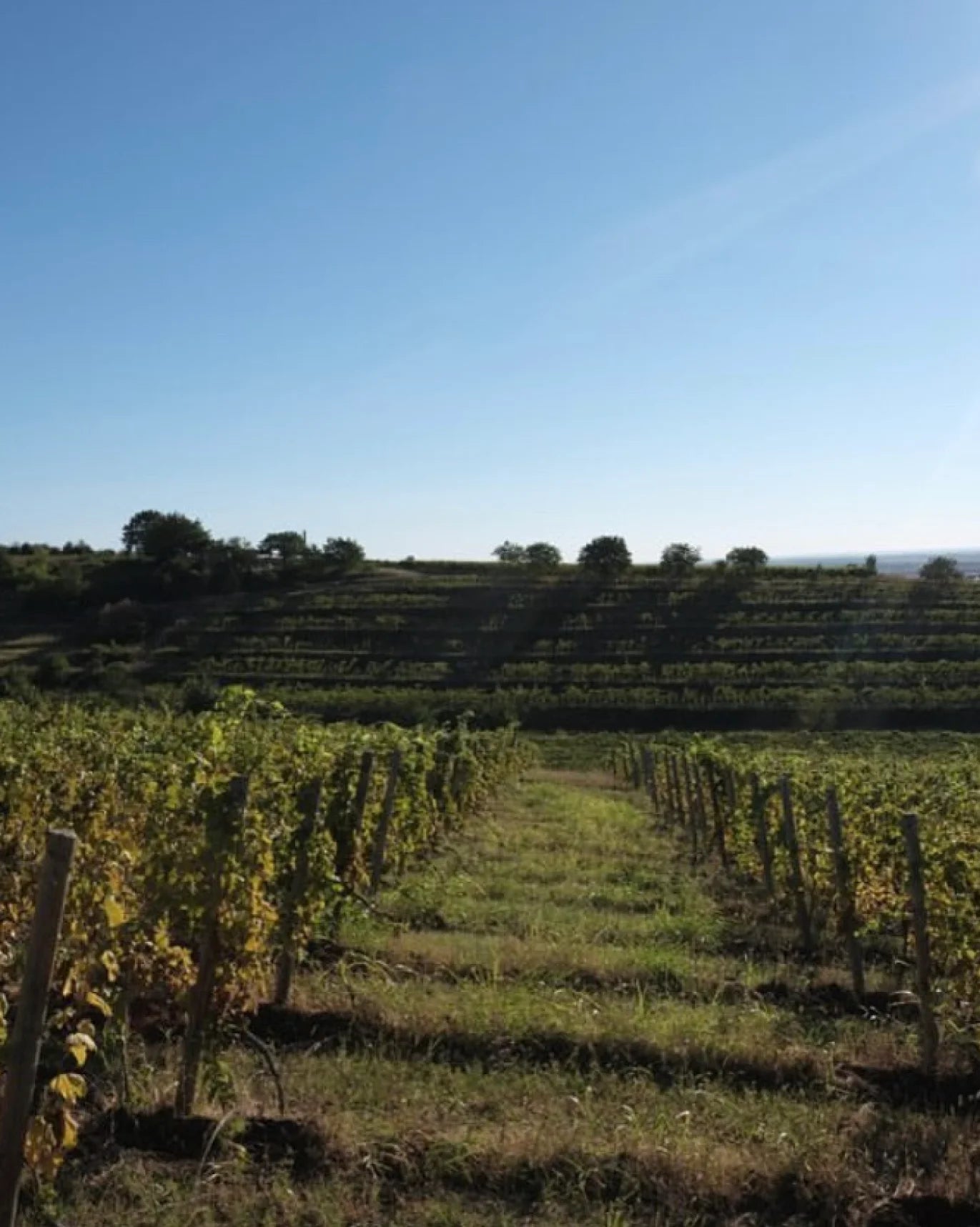 Davino Winery Vineyards