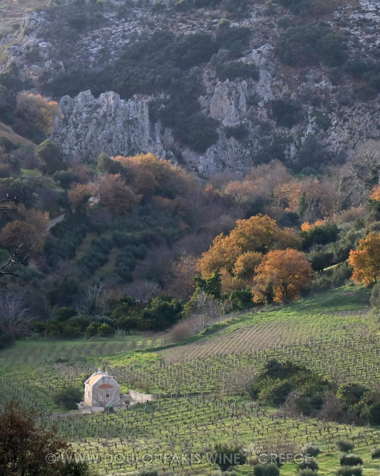 Douloufakis Winery Terrain
