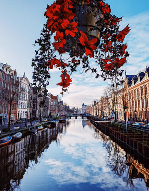 Raravina Amsterdam Canal Red Flowers