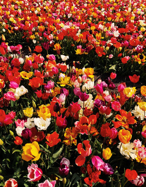 Raravina Netherlands Tulip Fields