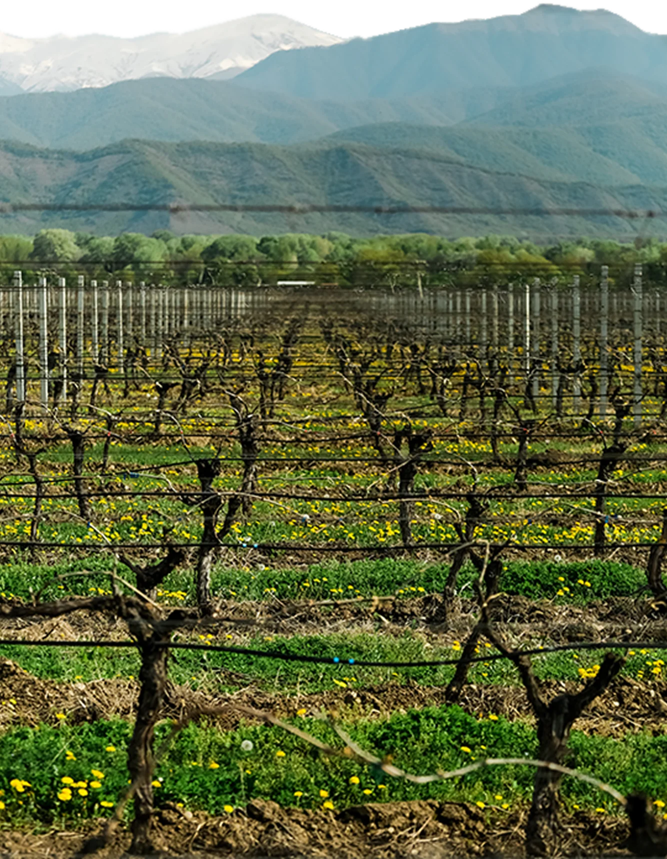 Marani Vineyard