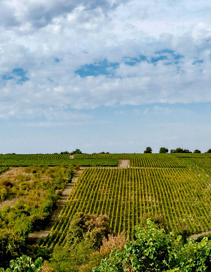 Serge Dagueneau & Filles Vineyard